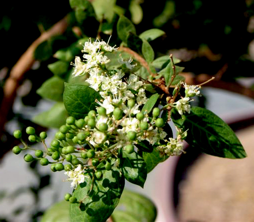 ����� ����. ���� �� ��� ���� ����